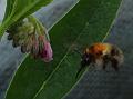 2012-0519-1530_Bumblebee-Comfrey_17.4C